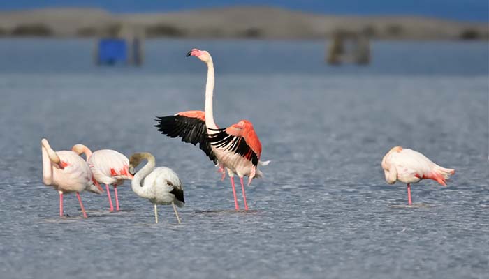 avistamiento aves migratorias delta