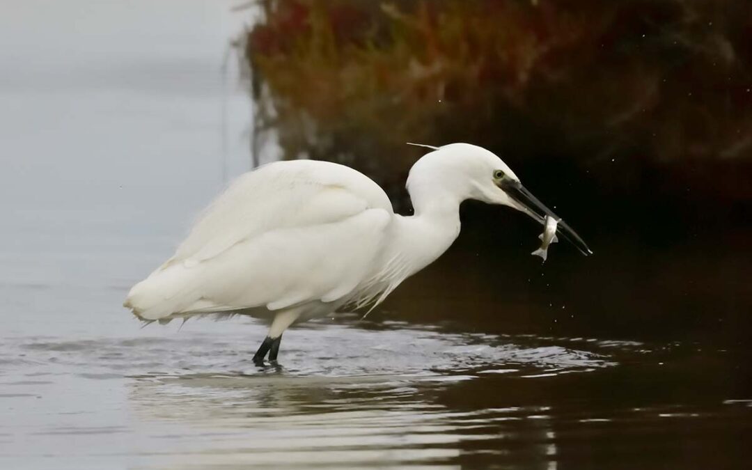 La guia definitiva per a l’observació d’aus al Delta de l’Ebre