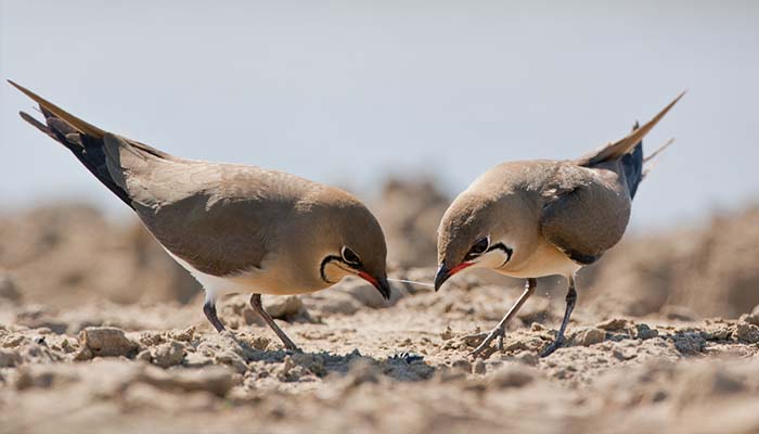 fauna delta del ebro