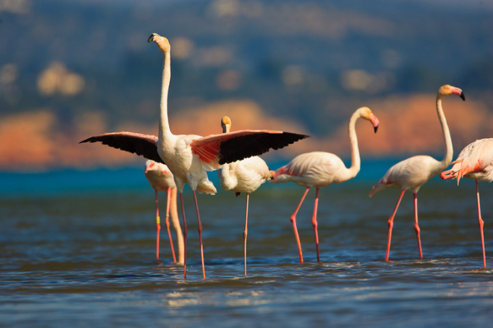 flamencos en deltebre