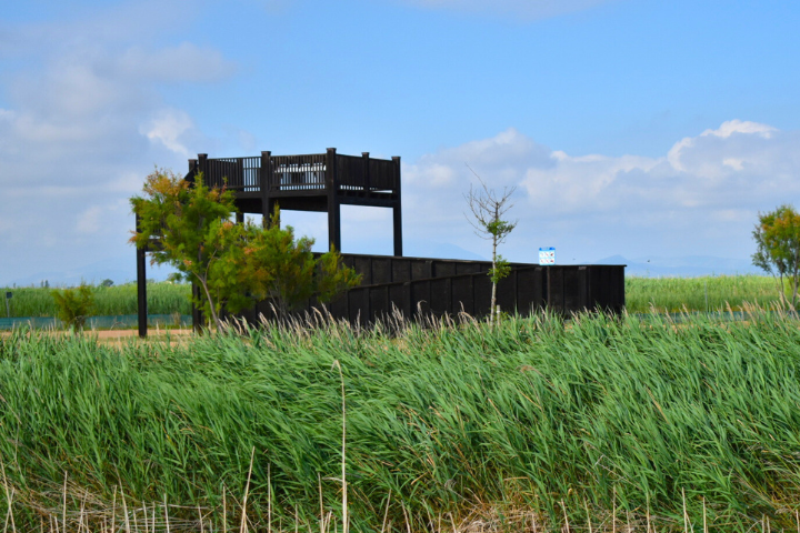 mirador deltebre entre arrosals