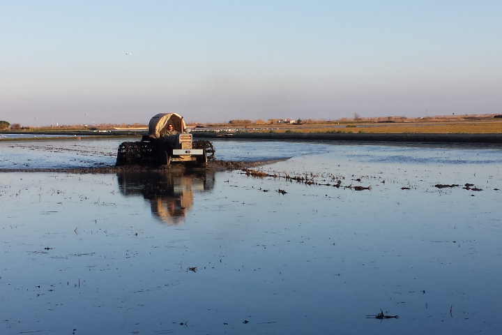 paisaje-momento-recogida-arroz-deletebre-experiencias-unicas-hotel-rull