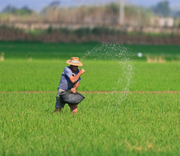 momento en el que un agricultor está sembrando arroz por el campo de arroz