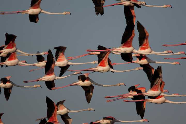 Flamencos volando en el Delta de l'Ebre, es una actividad que Hotel Rull facilita.