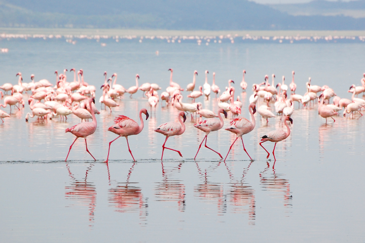 flamencos-deltebre-hotel-rull