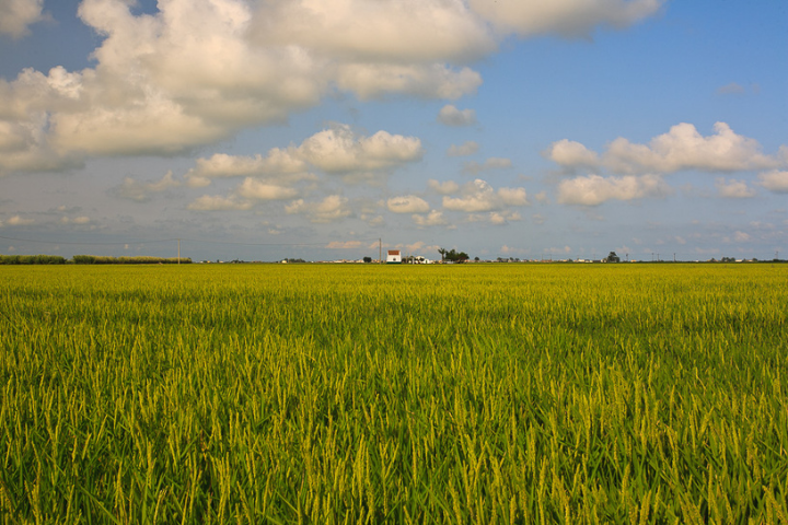 Ruta en bicicleta entre arrosales en el Deltebre. Rutas en bicicletas organizadas desde Hotel Rull