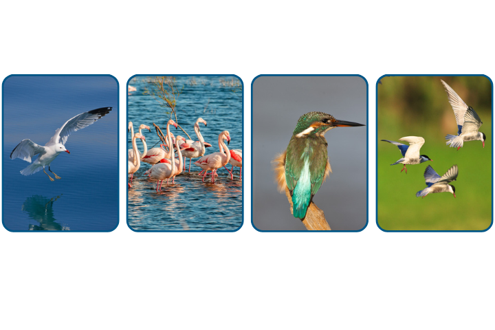 Ejemplos de diferentes aves que hay en el Delta.