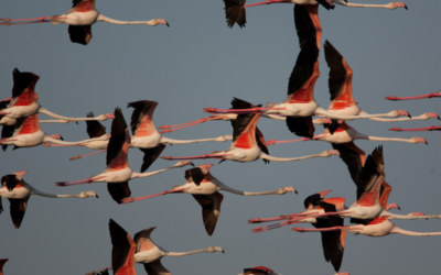 flamencs-volant-al-cel-en-el-delta