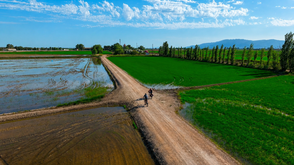 Bicicleta entre camps d'arròs al Delta de l'Ebre.
