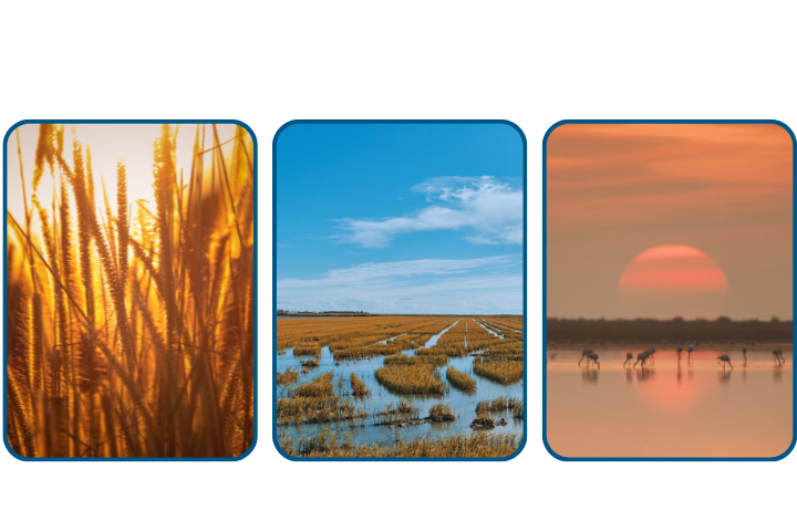Paisatge del Delta de l’Ebre amb els camps d’arròs daurats abans de la sega.