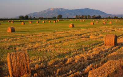 Arrossars del Delta de l’Ebre amb tonalitats daurades a finals d’estiu.