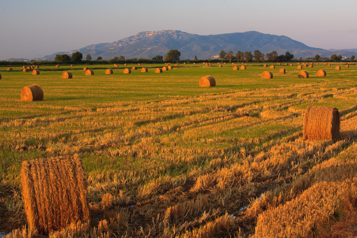 El Delta es comença a tenyir de daurat: així canvia el paisatge a finals d’estiu