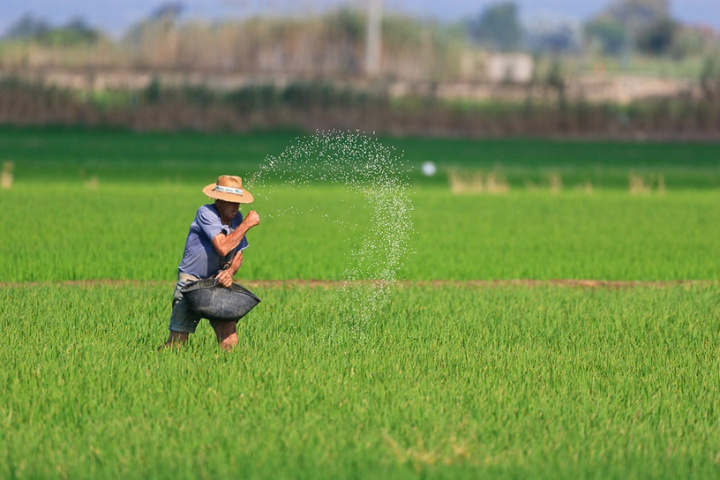 agricultor cultiu arros al Delta