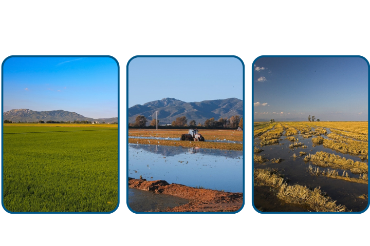 diferents moments dels arrosals al delta